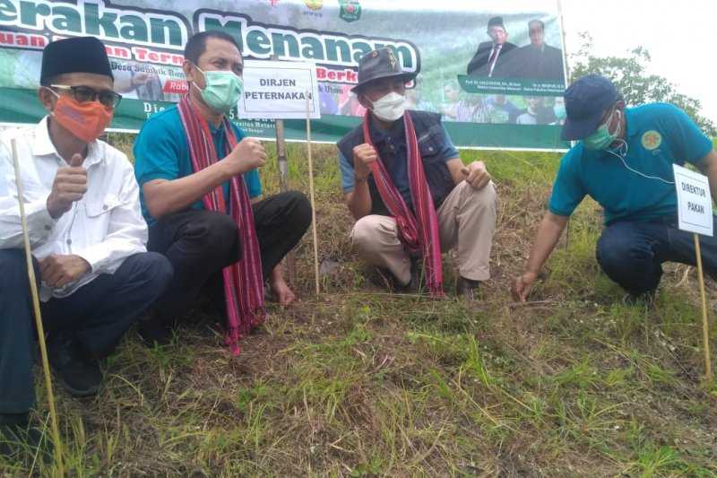 Unram Inisiasi Gerakan Menanam Hijauan Pakan Ternak Koran Jakarta