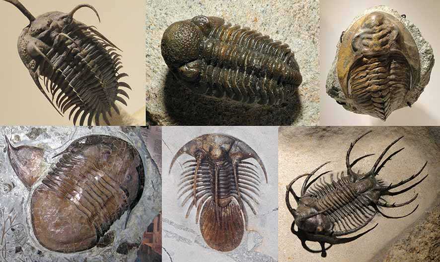10 Spesies Trilobita Baru  Mengungkap Rahasia  Superbenua Kuno Gondwanaland