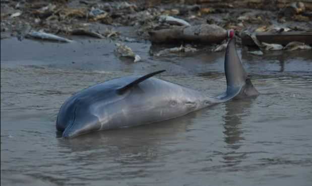 100 Lumba-lumba Ditemukan Mati di Amazon Brazil Akibat Suhu Ekstrem