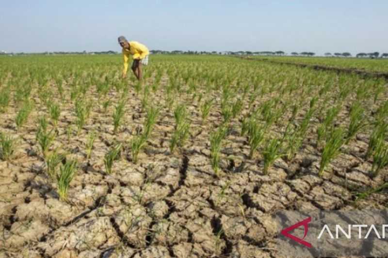 110 Hektare Sawah di Purwakarta Kekeringan, 8 Hektare Alami Puso