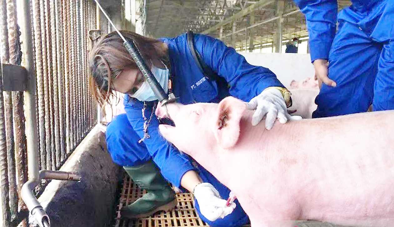 17.105 Ternak Mati Karena Flu Babi Afrika di Kabupaten Luwu Timur