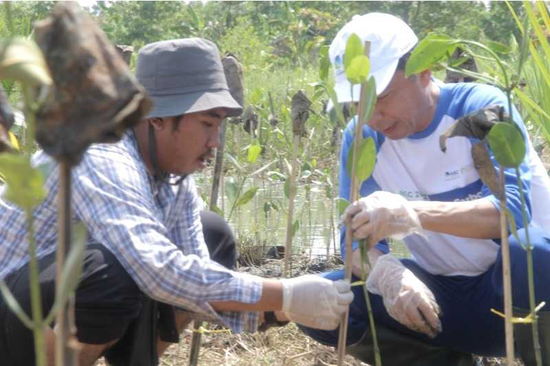 18.000 Bibit Mangrove Ditanam di Pandeglang