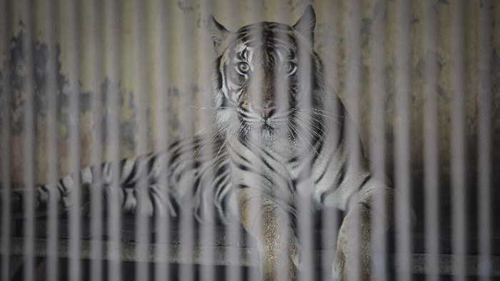 2 Harimau Sumatera di Ragunan Sempat Terinfeksi Covid-19