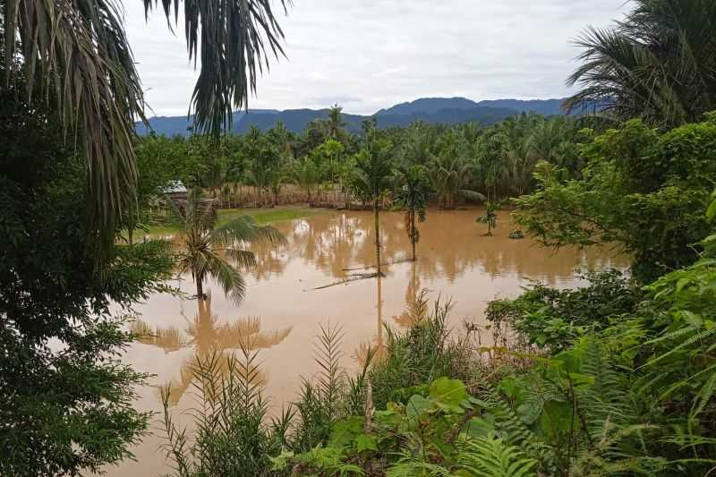 20 Ha Lahan Pertanian di Pasaman Barat Rusak Gara-gara Banjir