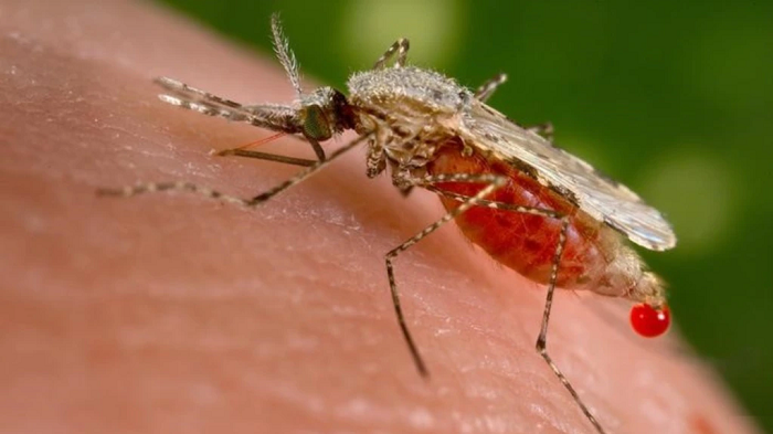 3 Kabupaten di NTT Berhasil Berantas Malaria