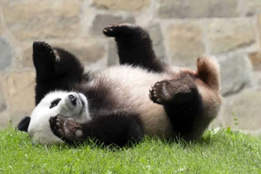 3 Panda Raksasa di AS Dipulangkan ke Tiongkok Lebih Cepat