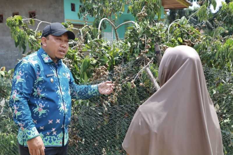 400 Keluarga di Kampung Pangkalan Makmur Siak Masing-masing Tanam 2 Pohon Kelengkeng Itoh