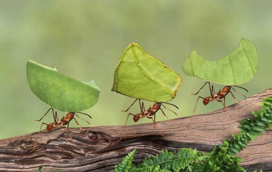 6 Fakta tentang Semut yang Belum Diketahui, Luar Biasa Menakjubkan!
