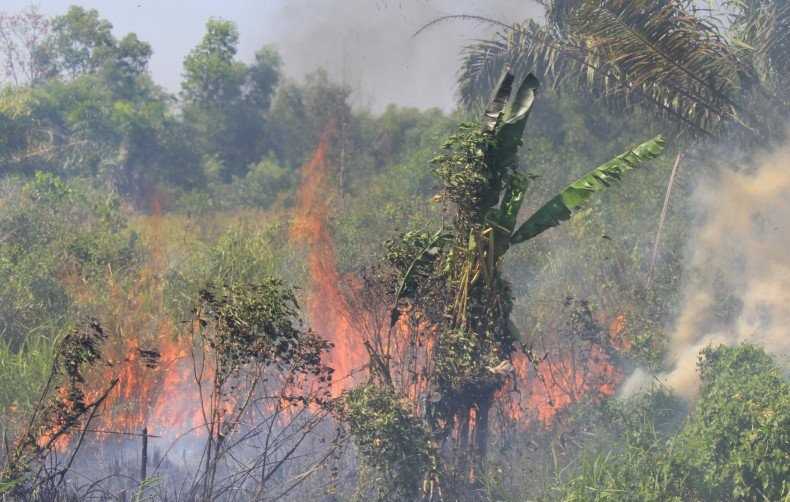 91 Titik Api Ditemukan di Enam Kabupaten/ Kota di Riau pada Sabtu