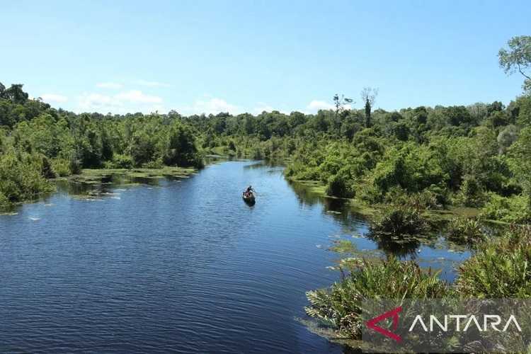 95 Persen Hutan Gambut Suaka Margasatwa Rawa Singkil  di Aceh Tetap Utuh