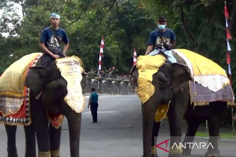 Ada Apa Ini Tiba-tiba Gajah Sumatera dan Trenggiling Ikut Upacara HUT Ke-77 RI di Bali