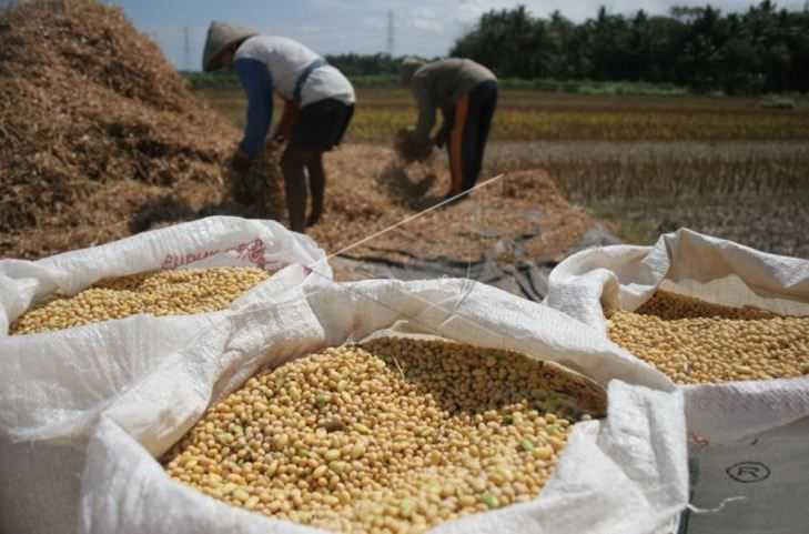 Agar Produksi Kedelai Melonjak, Presiden Jokowi Dorong Petani Gunakan Bibit Unggul GMO