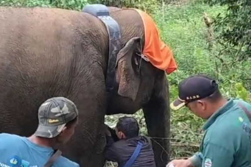 Agar Terpantau, Gajah Liar di Lampung Barat Dipasangi GPS Collar