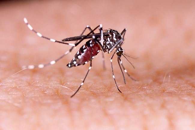 Air Liur Nyamuk Aedes Dapat Menekan Sistem Kekebalan Tubuh