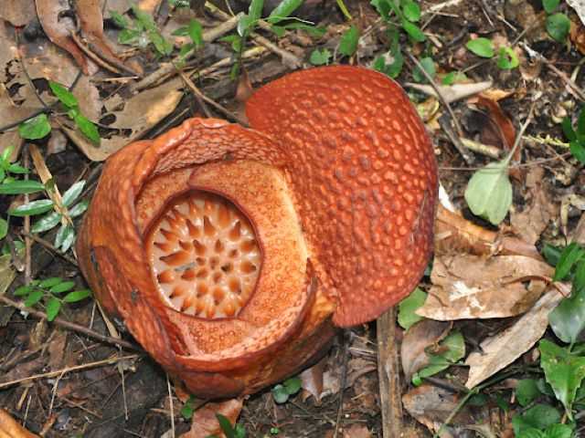 Ajaib, Setelah 204 Tahun Akhirnya Rafflesia Arnoldi R. Br Sukses Berbunga di Luar Bengkulu