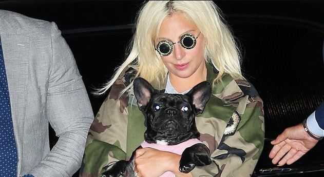 Akhirnya Mengaku Bersalah, Penculik Anjing Lady Gaga Dihukum Empat Tahun Penjara