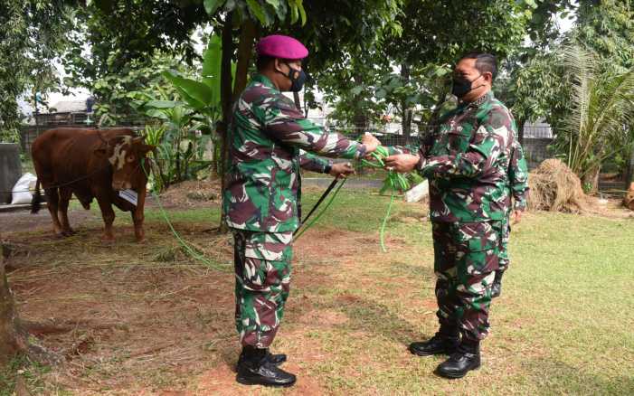 Alhamdulillah, KSAL Serahkan 38 Ekor Sapi Kurban