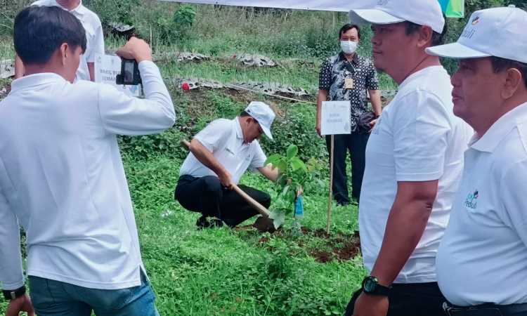Ampelgading Bakal Jadi Sentra Alpukat Unggulan di Kabupaten Semarang