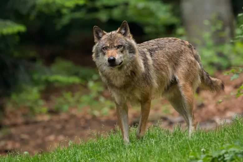 Anak Anjing Hasil Persilangan Serigala-Anjing Harus Dimusnahkan di Jerman