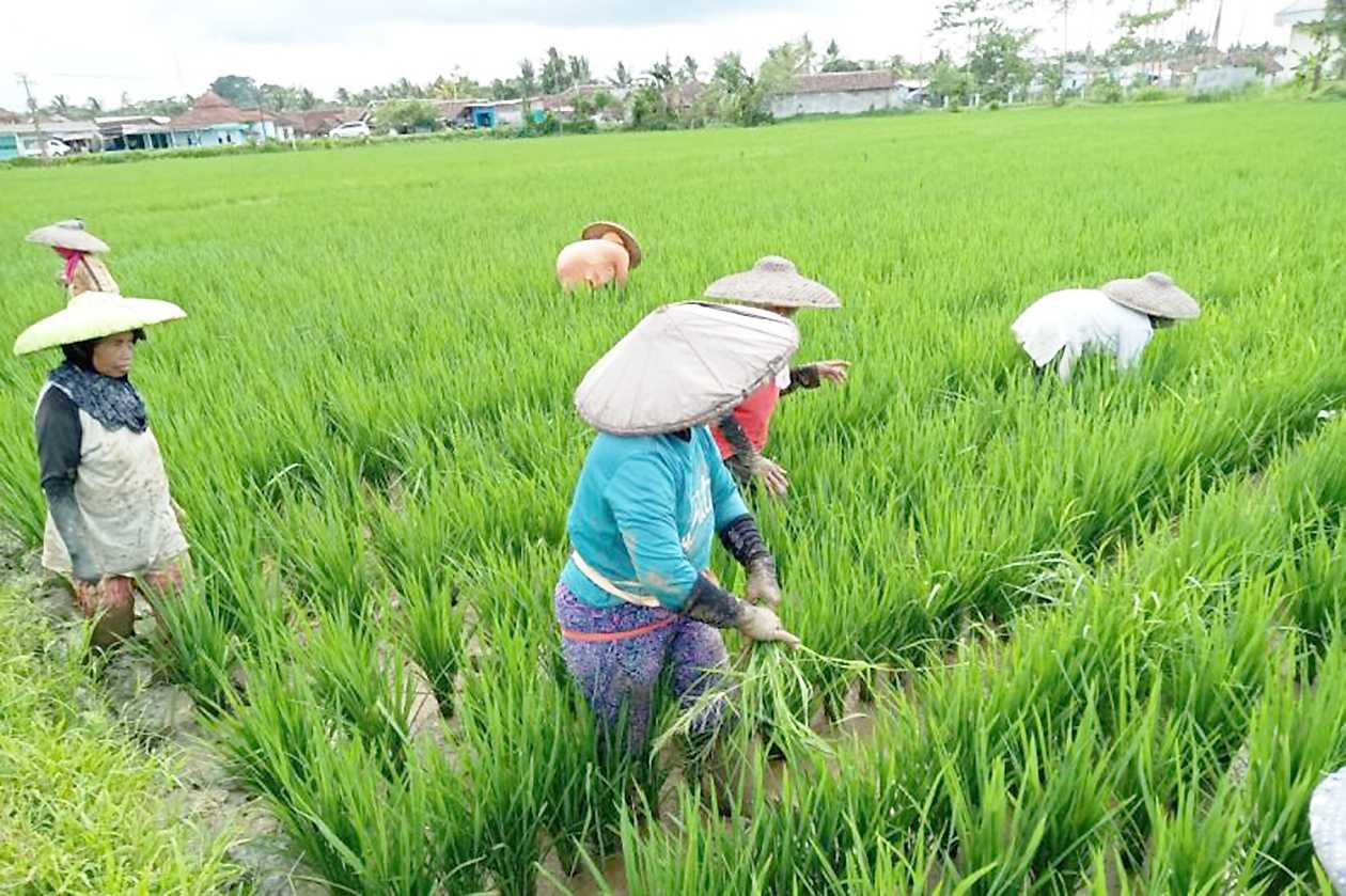 Andalan Lebak Tak Hanya Padi