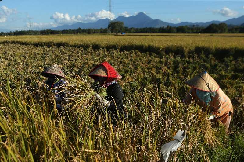 Anggaran Swasembada Pangan Rp139,4 Triliun Jangan sampai Menguap Sia-sia