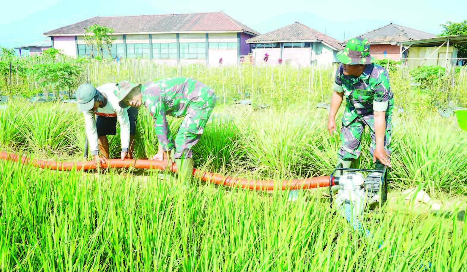 ANGGOTA TNI MEMBANTU PETANI YANG MENGALAMI KEKERINGAN DI TEMANGGUNG