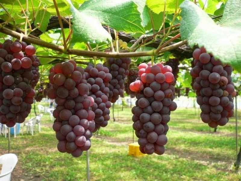 Anggur Impor Kuasai Pasar RI