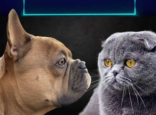 Anjing Hidung Pesek dan Kucing Telinga Lipat Akan Dilarang di Belanda, Apa Masalahnya?