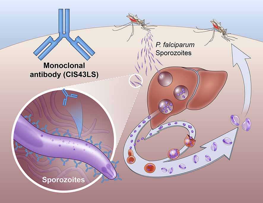 Antibodi Monoklonal Dapat Cegah Infeksi Malaria