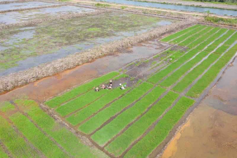 Antisipasi Krisis Pangan, Pemerintah Siapkan Program Cetak Sawah Perkuat Ketahanan Pangan