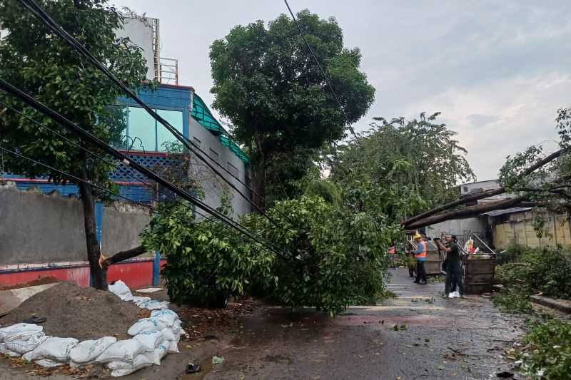 Antisipasi Pohon Tumbang, Pemkot Jakbar Siagakan 10 Tim