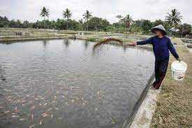 Asuransi Bayar Kerugian Masyarakat Usaha Ikan