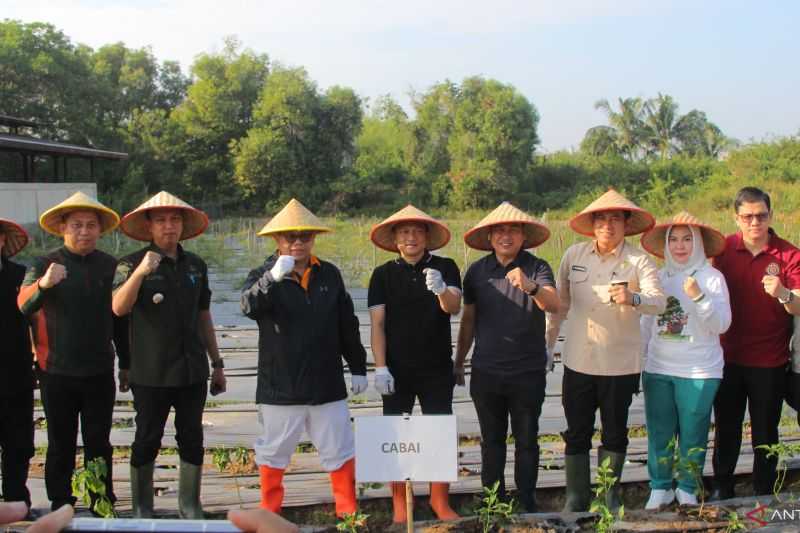 Atasi Inflasi, Pemkot Palembang Manfaatkan Lahan Kosong 10 Ha untuk Tanam Cabai