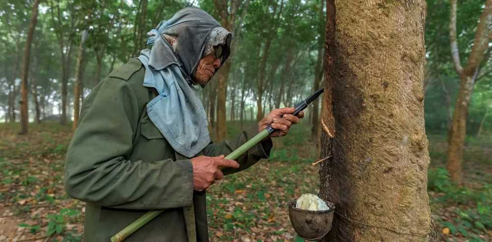 Aturan Deforestasi Eropa Menghambat Keberlanjutan Petani Kecil