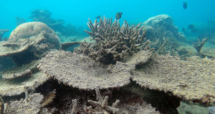 Australia Menentang Status Terancam Punah Great Barrier Reef
