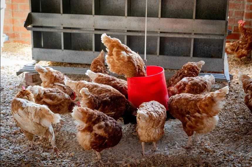 Ayam Ternak di Thailand Diberi Makan Daun Ganja, Daging dan Telurnya Diklaim Lebih Sehat, Masa Sih?