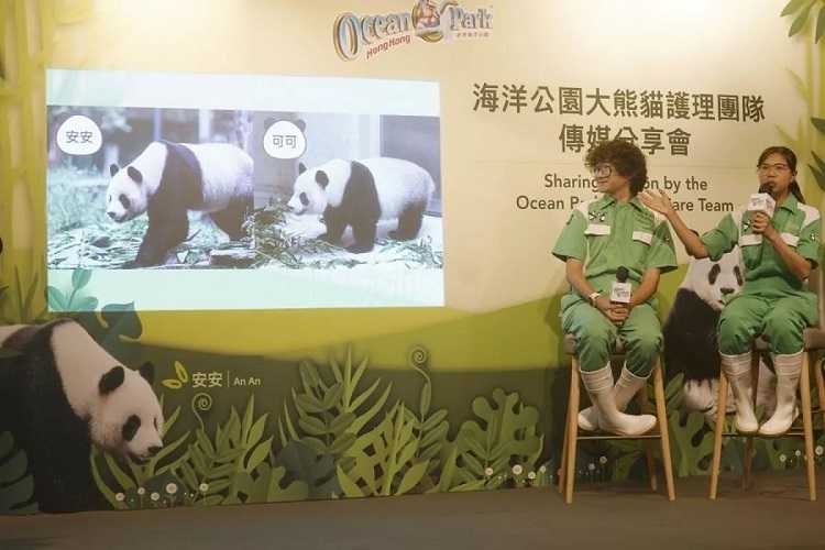 Ayo Menengok Sekilas Proses Adaptasi Dua Panda Ini di Hong Kong