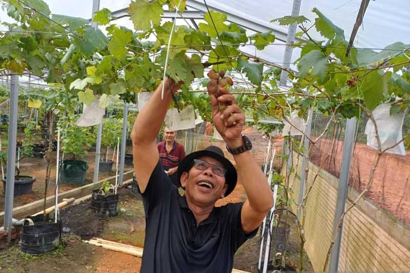 Ayo Menikmati Wisata Kebun Anggur di Pulau Bintan