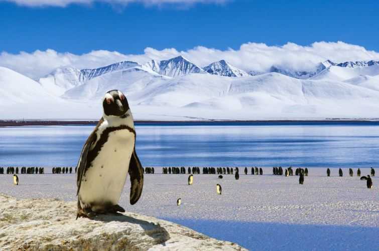 Badan Cuaca PBB: Permukaan Laut Antartika Turun Drastis