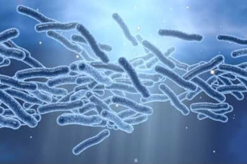 Bahaya, Indonesia Harus Waspada. Kemenkes Klasifikasikan Legionella sebagai New-EIDs karena Berpotensi KLB