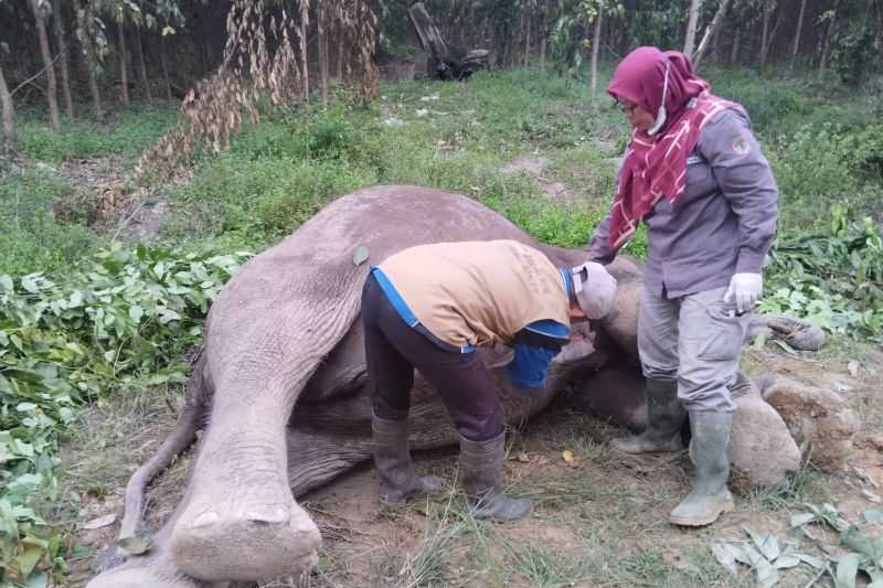 Balai Besar Konservasi dan SDA Riau Investigasi Kematian Gajah yang Diduga Diracun