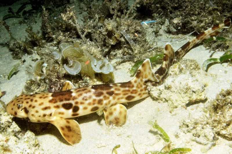 Balai TN Teluk Cendrawasih Data Populasi Spesies Endemik Hiu Berjalan