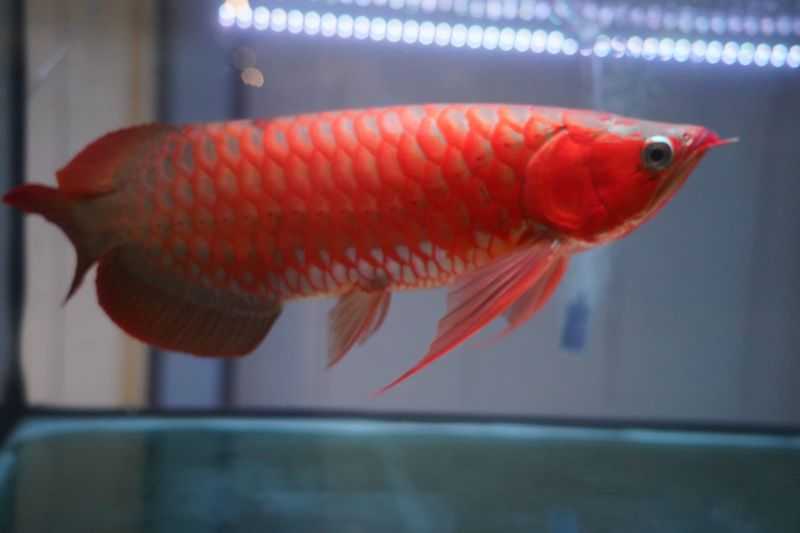 Bangga dengan Ikan Hias Indonesia, KKP Gandeng Komunitas Arwana Gelar Kontes di Bali