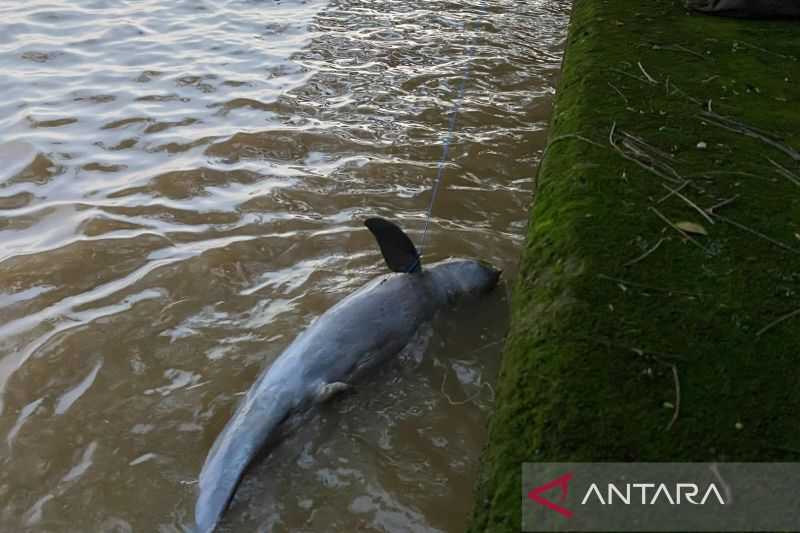 Bangkai Ikan Pesut Mahakam Ditemukan di Samarinda Masih Proses Autopsi