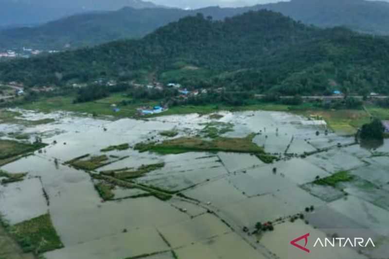 Banjir, 400 Hektare Sawah Terendam di Konawe Sulawesi Tenggara