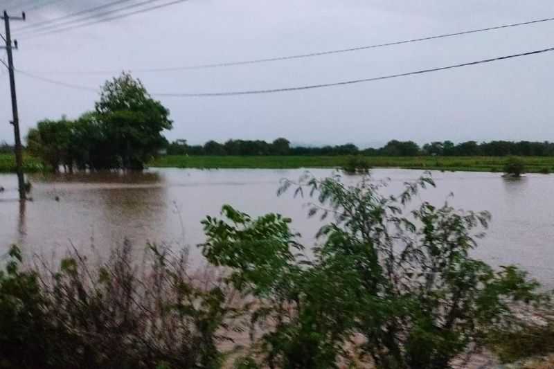 Banjir Bandang Terjang Tiga Desa, 250 Ha Sawah Terendam, Puluhan Ternak Hanyut