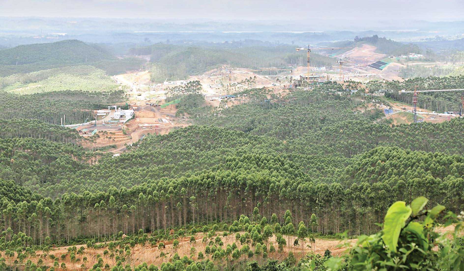 Bank Tanah Lindungi 507 Ha Hutan Bakau untuk Pariwisata di IKN