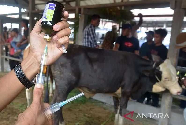 Bantu Cegah PMK pada Hewan Ternak, Australia Kirim 1 Juta Dosis Vaksin untuk Indonesia