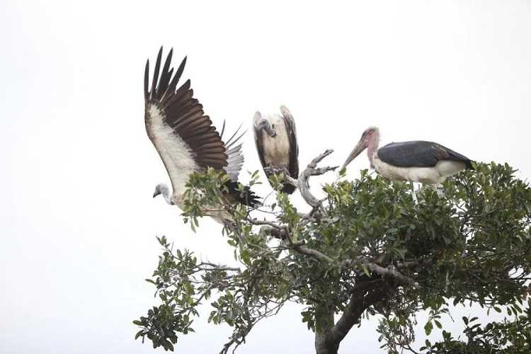 Banyak Sekali, WWF Sebut Populasi Margasatwa di Afrika Susut 76 Persen dalam 50 Tahun