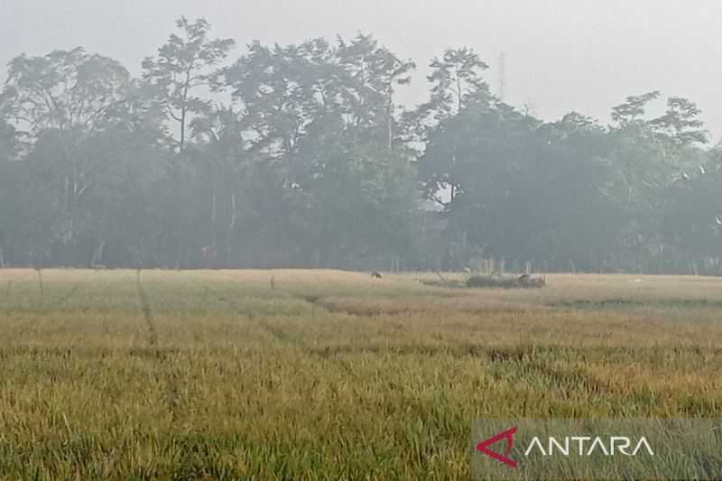 Banyumas Optimistis Tanaman Padi Selamat dari Kekeringan